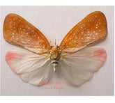 Lanternfly sp.1 (Java) A2